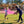 Cougar Color Run Registration