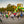 Cougar Color Run