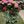 The Garden Shoppe