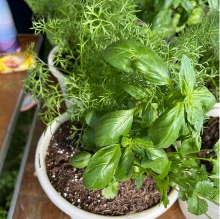 The Herb Garden