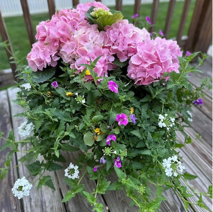 The Patio Hydrangea Garden