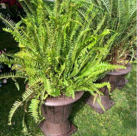 The Tall Fern